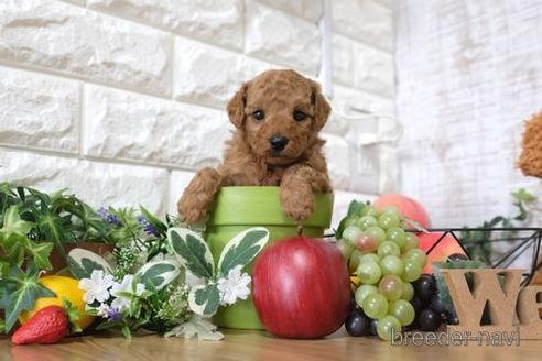 成約済の滋賀県のトイプードル-148867の2枚目