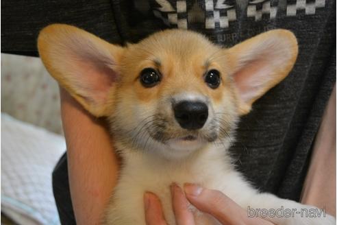 成約済の栃木県のウェルシュコーギーペンブローク-150682の1枚目