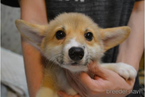 成約済の栃木県のウェルシュコーギーペンブローク-150687の1枚目