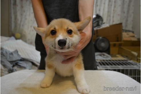 成約済の栃木県のウェルシュコーギーペンブローク-150687の2枚目