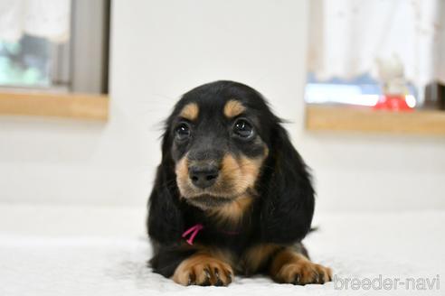 成約済の愛知県のミニチュアダックスフンド(ロングヘアード)-150685の1枚目