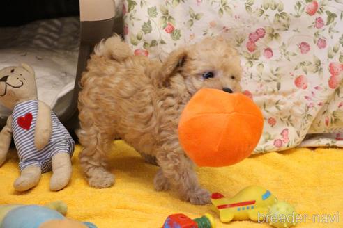 成約済の愛知県のトイプードル-145272の11枚目