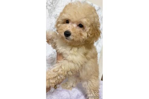 成約済の茨城県のトイプードル-150686の4枚目