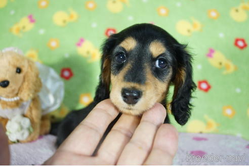 成約済の兵庫県のミニチュアダックスフンド(ロングヘアード)-147768の2枚目