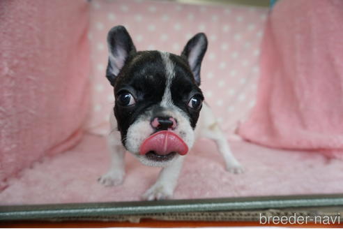 長崎県のフレンチブルドッグ 女の子 21 05 06生まれ 元気でかわいい女の子です 子犬id ブリーダーナビ