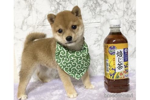 成約済の茨城県の豆柴-149537の2枚目