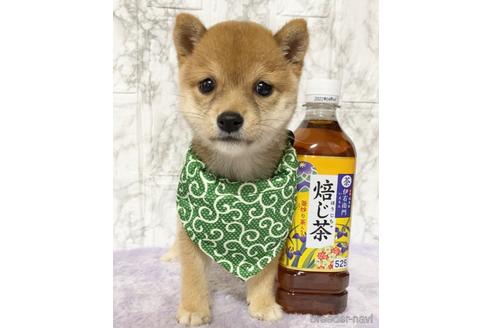 成約済の茨城県の豆柴-149537の3枚目
