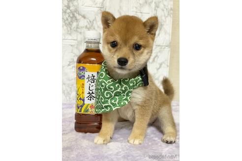 成約済の茨城県の豆柴-149537の1枚目