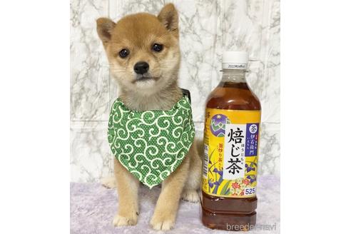 成約済の茨城県の豆柴-149537の4枚目