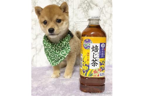 成約済の茨城県の豆柴-149537の5枚目