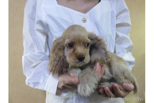 成約済の愛知県のアメリカンコッカースパニエル-141277の2枚目