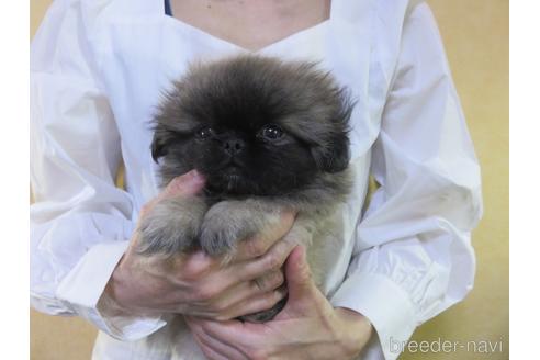 成約済の愛知県のペキニーズ-145585の1枚目