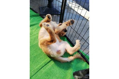 成約済の兵庫県のゴールデンレトリーバー-144718の6枚目