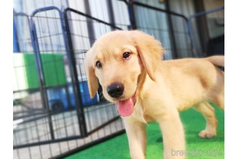 兵庫県のゴールデンレトリーバー 女の子 21 06 11生まれ さんぽに行くと嬉しそうに走ります 子犬id ブリーダーナビ