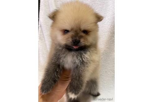 成約済の埼玉県のポメラニアン-147618の2枚目