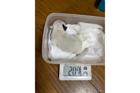 成約済の愛知県のフレンチブルドッグ-150378の50枚目