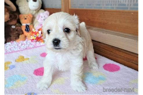 成約済の熊本県のマルプー:マルチーズ×トイプードル-150808の4枚目