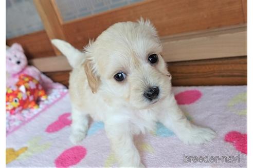 成約済の熊本県のマルプー:マルチーズ×トイプードル-150808の3枚目