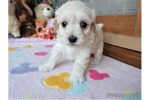 成約済の熊本県のマルプー:マルチーズ×トイプードル-150808の2枚目