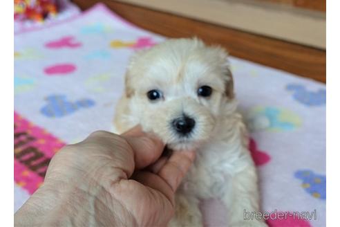 成約済の熊本県のマルプー:マルチーズ×トイプードル-150815の2枚目