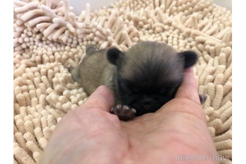 成約済の愛知県のペキニーズ-150828の6枚目