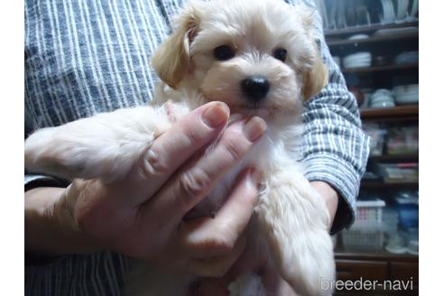 成約済の栃木県のマルプー:マルチーズ×トイプードル-150832の6枚目