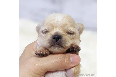 成約済の東京都のチワワ(ロングコート)-150403の13枚目