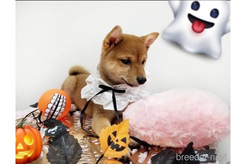 成約済の島根県の豆柴-150864の4枚目