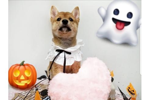 成約済の島根県の豆柴-150864の3枚目