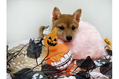 成約済の島根県の豆柴-150864の2枚目