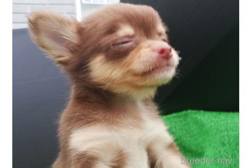 兵庫県のロングコートチワワ 女の子 21 07 27生まれ 元気いっぱい 甘えんぼ 5つです 子犬id ブリーダーナビ 兵庫県のロングコートチワワ 女の子 21 07 27生まれ 元気いっぱい 甘えんぼ 5つです 子犬id ブリーダーナビ
