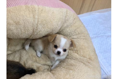 成約済の香川県のチワワ(ロングコート)-147716の6枚目