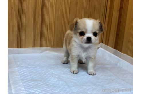 成約済の香川県のチワワ(ロングコート)-147716の2枚目