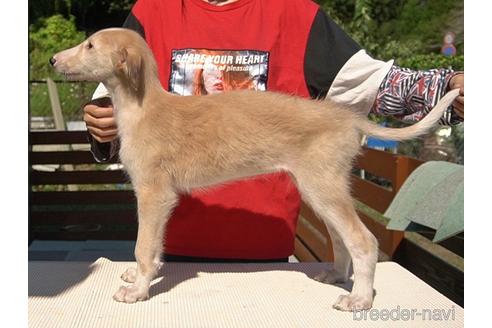 成約済の愛知県のボルゾイ-150923の2枚目