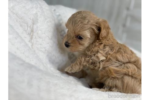 成約済の京都府のマルプー:マルチーズ×トイプードル-150952の3枚目