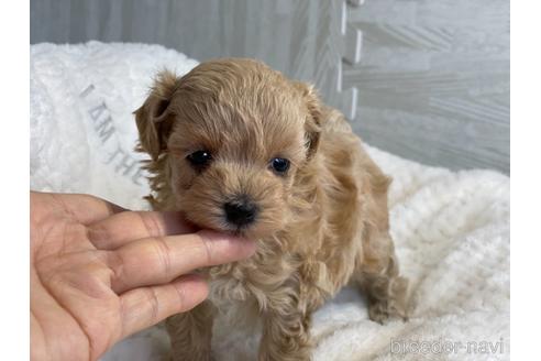 成約済の京都府のマルプー:マルチーズ×トイプードル-150952の4枚目