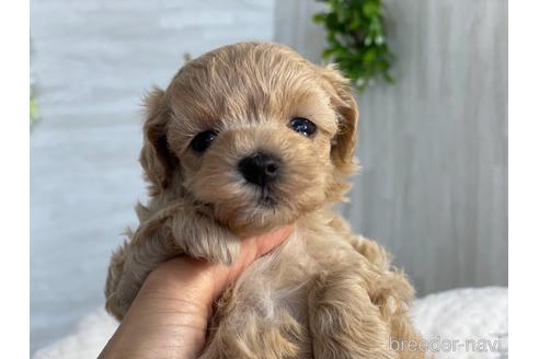 成約済の京都府のマルプー:マルチーズ×トイプードル-150952の5枚目