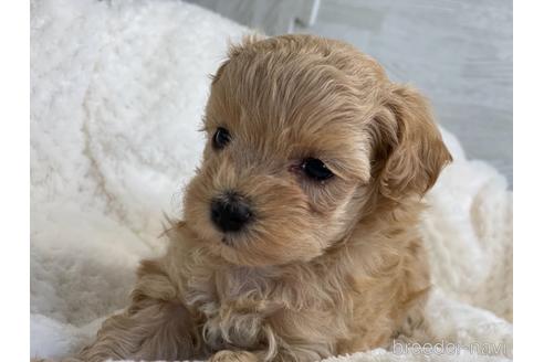 成約済の京都府のマルプー:マルチーズ×トイプードル-150952の6枚目