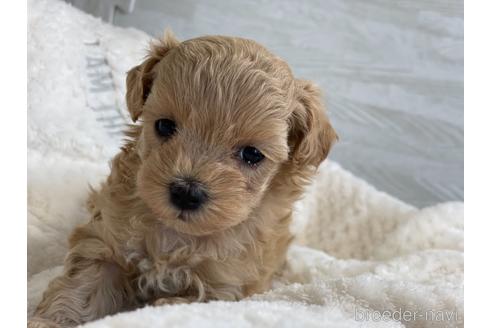 成約済の京都府のマルプー:マルチーズ×トイプードル-150952の7枚目