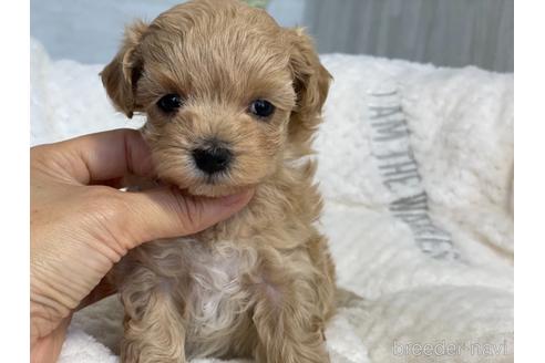 成約済の京都府のマルプー:マルチーズ×トイプードル-150952の10枚目