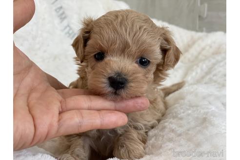 成約済の京都府のマルプー:マルチーズ×トイプードル-150952の2枚目