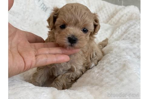 成約済の京都府のマルプー:マルチーズ×トイプードル-150952