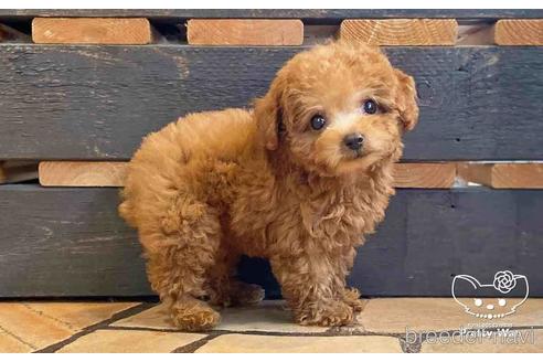 成約済の愛知県のタイニープードル-150960の2枚目