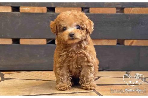 成約済の愛知県のタイニープードル-150960の4枚目