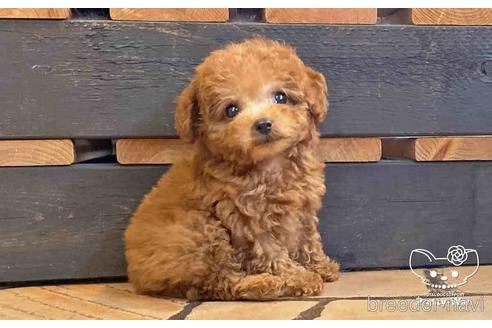 成約済の愛知県のタイニープードル-150960の5枚目