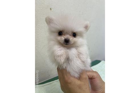 成約済の千葉県のポメラニアン-149860の1枚目