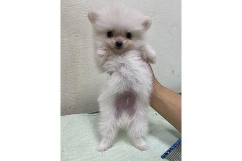 成約済の千葉県のポメラニアン-149860の6枚目