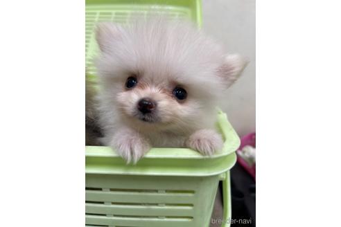 成約済の千葉県のポメラニアン-149860の3枚目