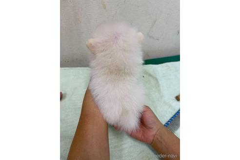 成約済の千葉県のポメラニアン-149860の4枚目