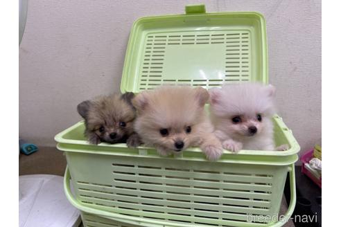 成約済の千葉県のポメラニアン-149860の2枚目